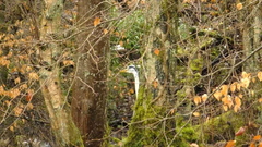 Heron