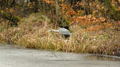 Heron