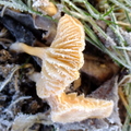 Frosty Toadstool