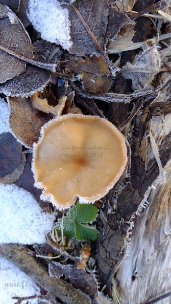 fungus-copyright-001.JPG