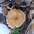 Frosty Toadstool