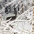 Roe Deer In The Snow
