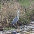 Grey Heron Lochend Loch