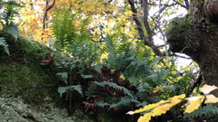 Ferns on Tree Branch