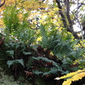 Ferns on Tree Branch