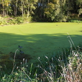 Duckweed Covering The Canal