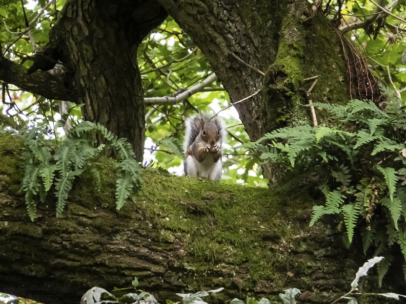 20220920-grey-squirrel-002.jpg