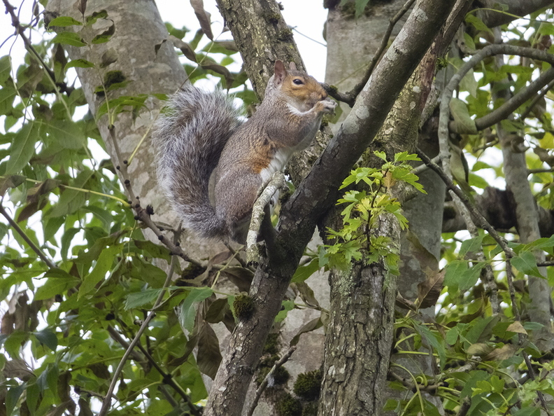 20220920-grey-squirrel-001.jpg