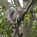 Grey Squirrel