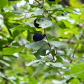 Sloe Berries