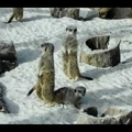 Meerkats Playing at Calderglen Country Park