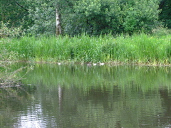 White Mallard Ducklings