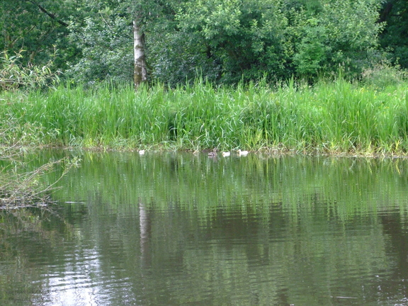 White Mallard Ducklings