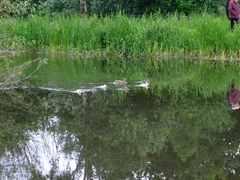 White Mallard Ducklings
