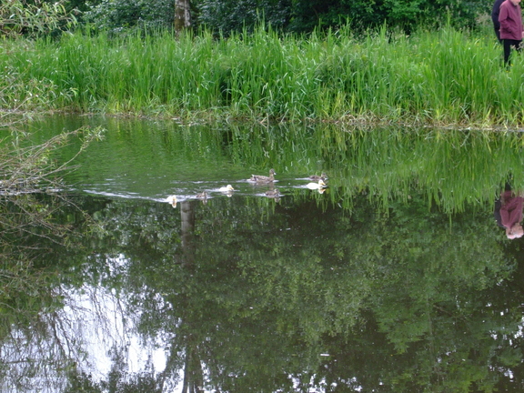 White Mallard Ducklings