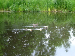 White Mallard Ducklings