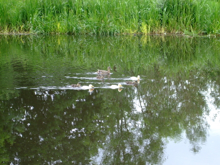 White Mallard Ducklings