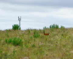 Roe Deer