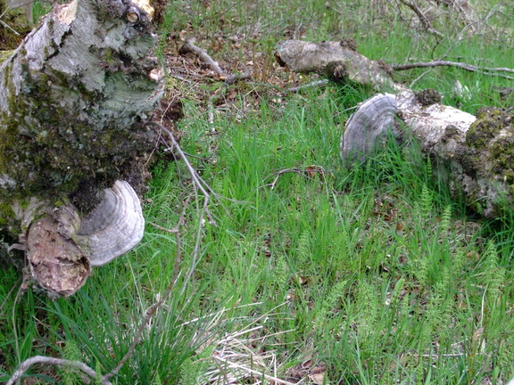Bracket Fungus