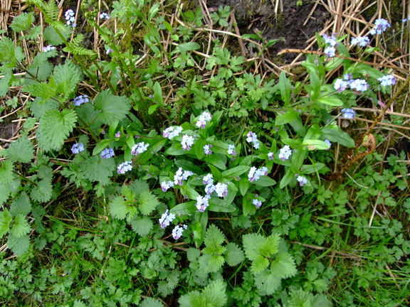 Forget Me Nots