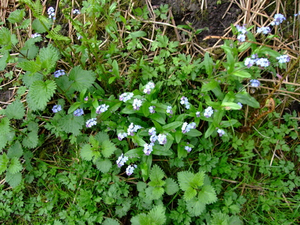 Forget Me Nots