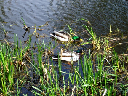 Male Mallard Ducks