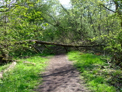 Fallen Tree