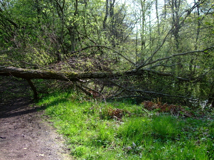 Fallen Tree