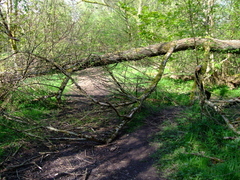 Fallen Tree