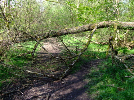 Fallen Tree