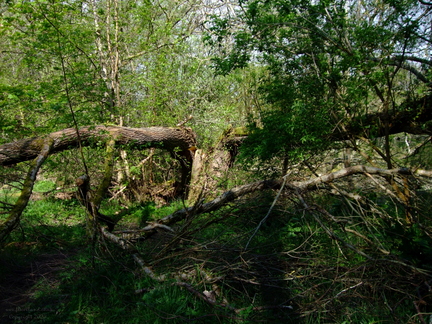 Fallen Tree