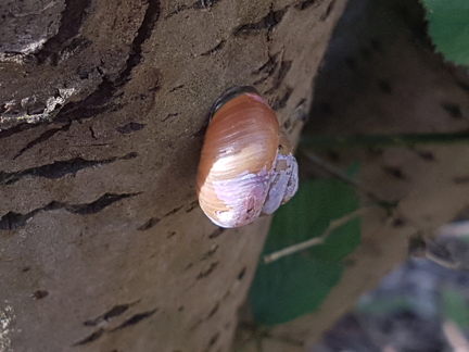 Snail