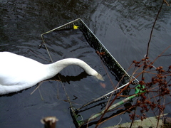 Mute Swan