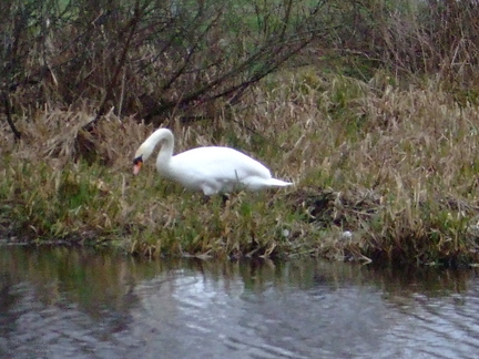 Mute Swan