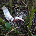 Dead Mute Swan