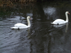 Mute Swans