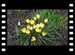 2025 Drumpellier Year