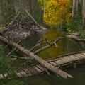 Log Jam