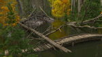 Log Jam