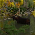 Moose and Wolf