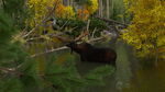 Moose and Wolf