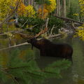 Moose