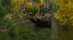 Moose