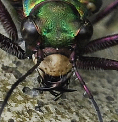 green-tiger-beetle-002.jpg