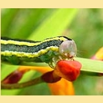 melanchra-ceramica-pisi-caterpillar-003 t