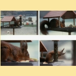 squirrel-001.jpg