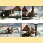 squirrel-002.jpg