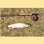 A Cape Wrath brown trout