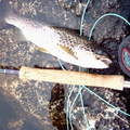 A Brown Trout From Lochan Feith Mhic'-Illean