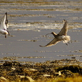 curlew-oystercatchers-flying-001.jpg